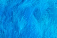 Schlappen Short Peacock blue